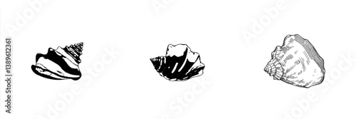 Draw a sea shell, such as a modern conch, an engraved marine clam, or other shellfish, including the Caribbean triton seashell, as a hand-drawn mollusk design element on a white background