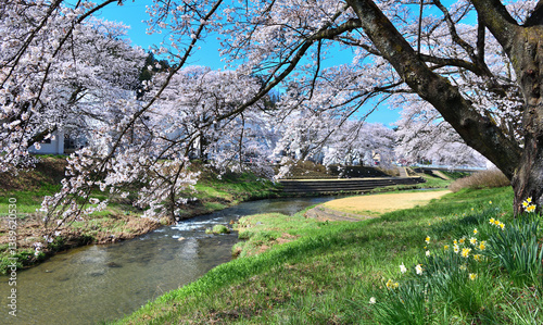 福島県石川郡石川町　満開の桜と今出川 photo