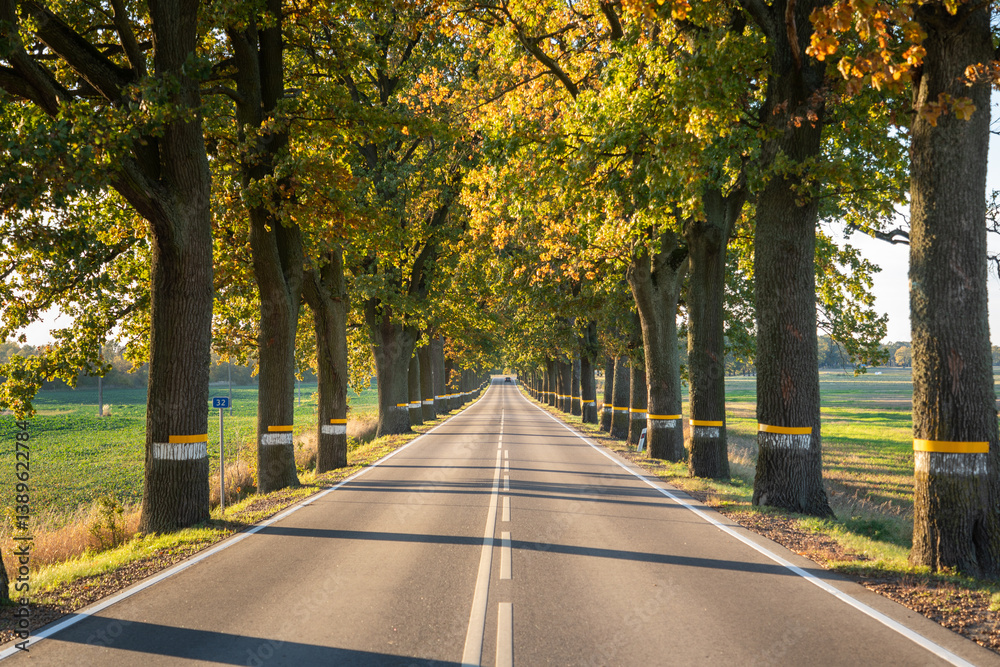 Highway surrounded by autumn trees, forming a tunnel of golden foliage