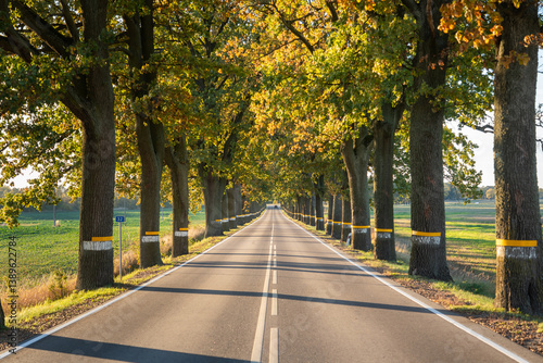Obraz na płótnie Highway surrounded by autumn trees, forming a tunnel of golden foliage w salonie