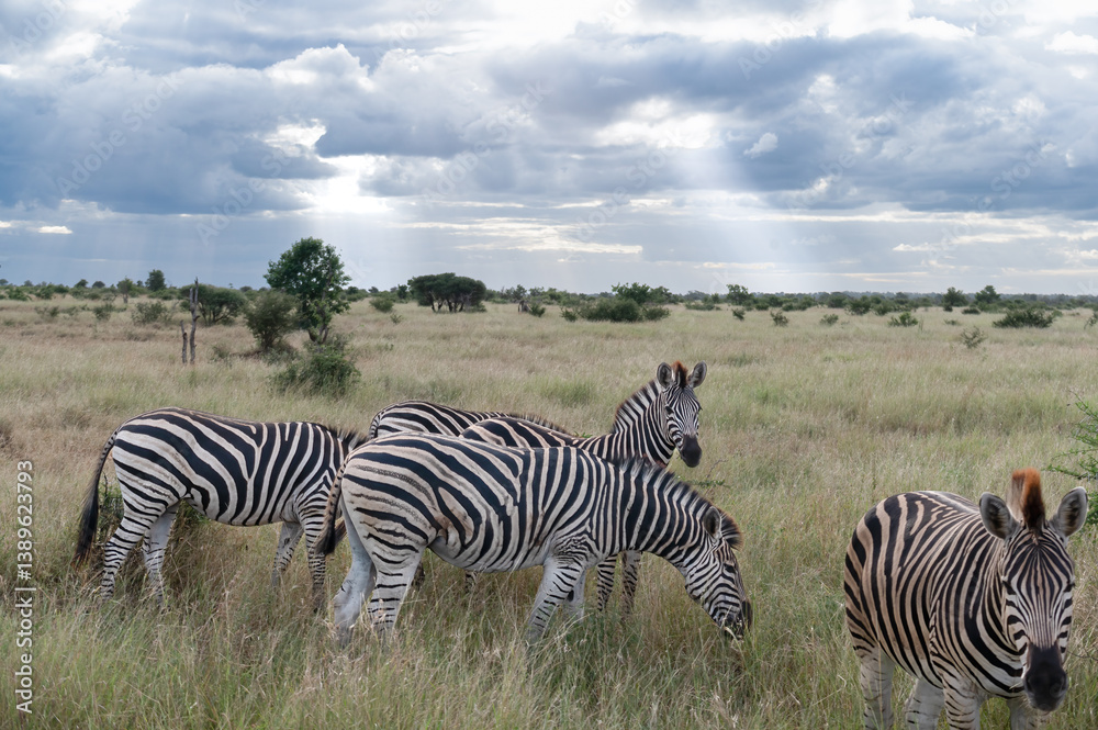 Fototapeta premium Burchell's zebra against a sunset background