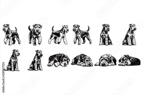 Airedale Terrier