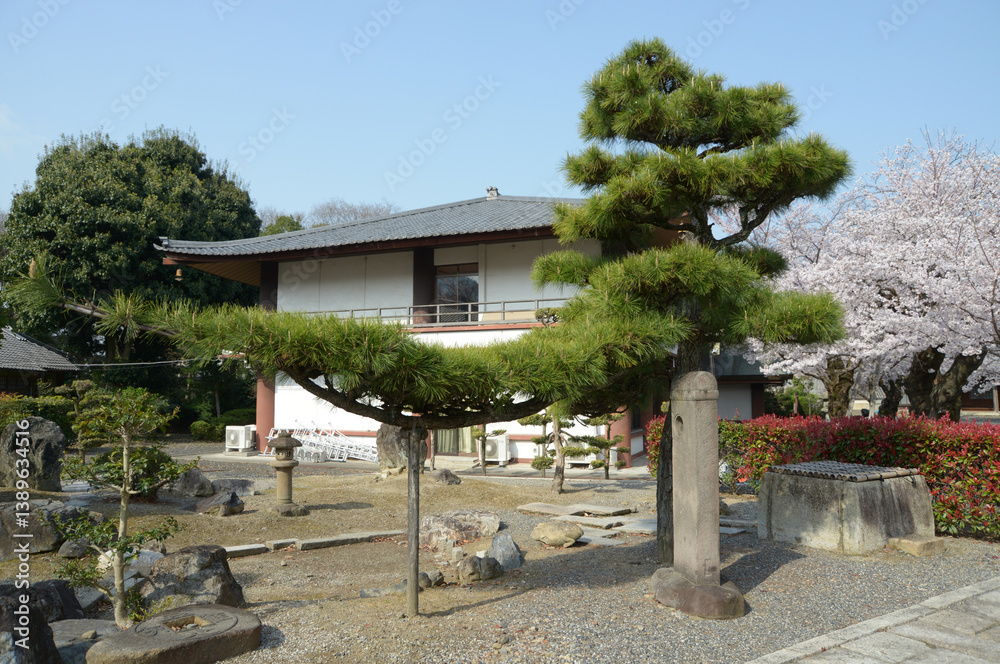 本願寺山科別院　境内の松と研修会感　京都市山科区