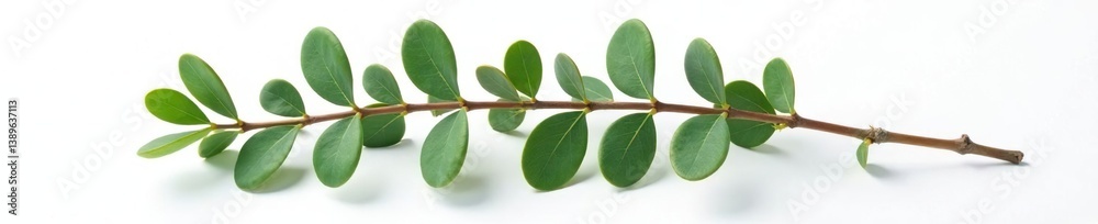 Fototapeta premium A single eucalyptus branch isolated on white surface, foliage, plant detail
