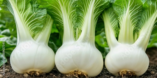 Photograph of full bok choy plant growing in garden row, soft backlight, organic farming style