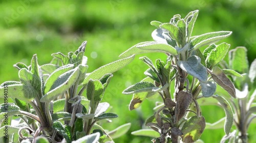 Sage medicinal plant and spice with young leaves in spring