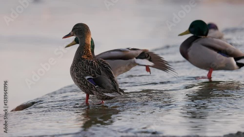 A female mallard stands in shallow water, bathed in warm sunlight. Other ducks, slightly out of focus, rest and preen in the background. Gentle ripples form around the bird's orange webbed feet.