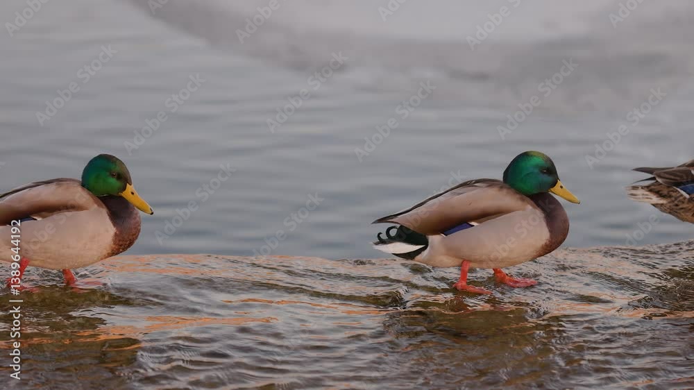 A male mallard duck stands on a shallow riverbank, its vibrant green head and yellow beak contrasting with the soft ripples of the water. The warm sunset glow reflects on the water's surface. A male mallard duck stands on a shallow riverbank, its vibrant green head and yellow beak contrasting with the soft ripples of the water. The warm sunset glow reflects on the water's surface.