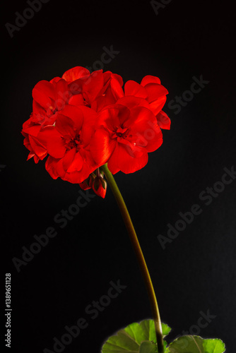 Red geranium flower on a black background