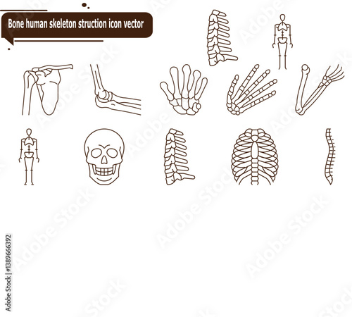 Bone human skeleton struction icon vector