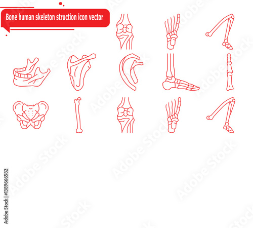 Bone human skeleton struction icon vector