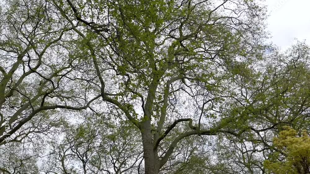 Bottom view of trees in the city center of London