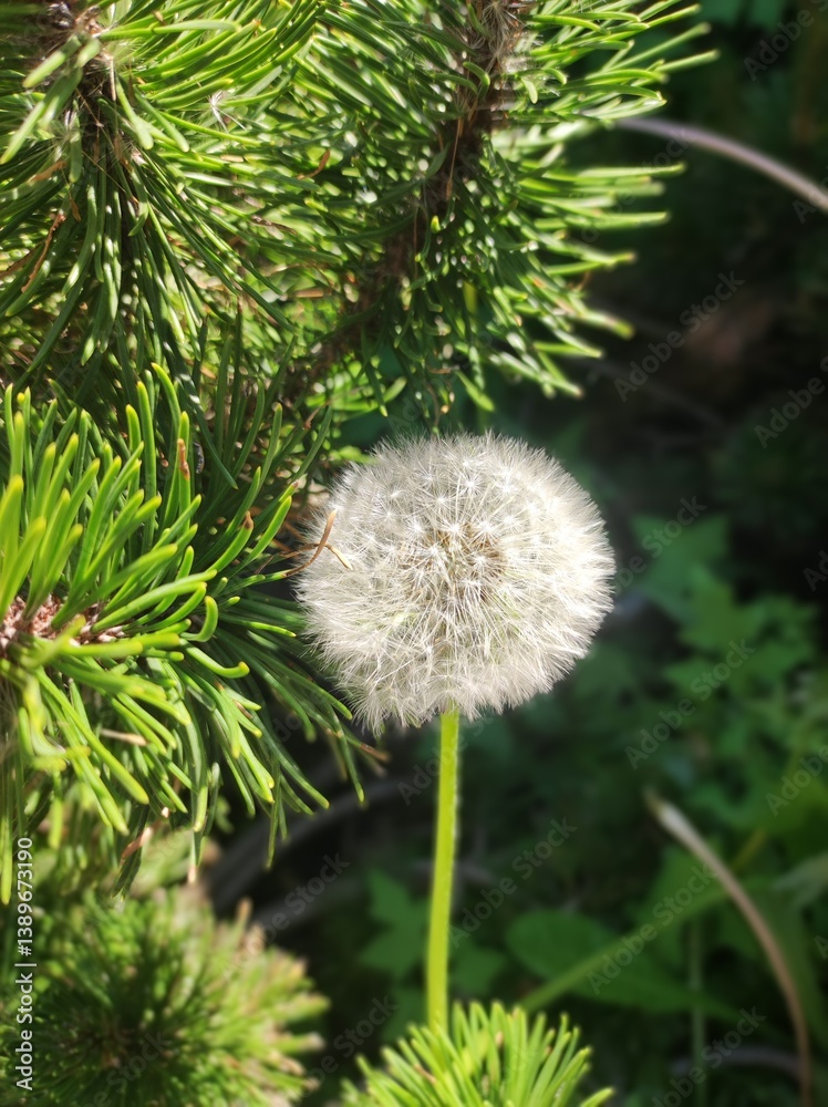 White fluffy dandelion on a green branch of a coniferous tree