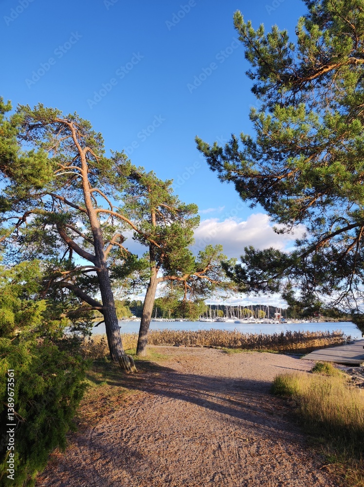 Landscape with pine trees and lake. Baltic sea, Finland.