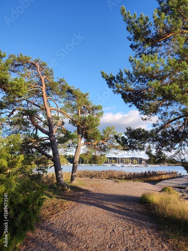 Obraz na płótnie Landscape with pine trees and lake. Baltic sea, Finland. w salonie