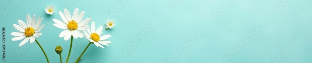 Fototapeta premium Delicate white flowers on a blue-green background, pastel colors, studio shot, soft colors, spring