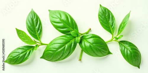 Fresh basil leaves arranged neatly on a white background for a clean and versatile look,  leaves,  aromatic