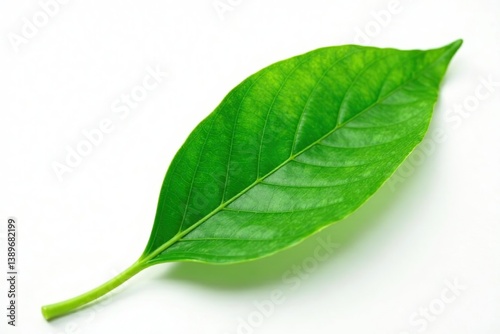 Fresh green leaf isolated on a clean white background, symbolizing purity and nature,  environment,  ecology