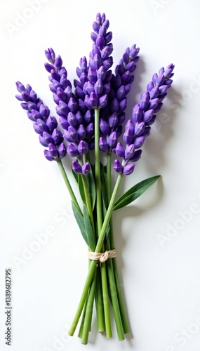 Fresh lavender flowers bundle arranged neatly on a white background,  beauty,  plant