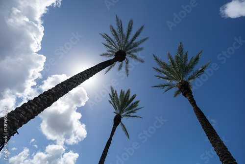 Three palm tree against the backdrop of the sunlight in blue sky