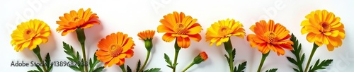 Fresh marigold flowers with vibrant hues of orange and yellow on a clean white background,  petals,  isolated