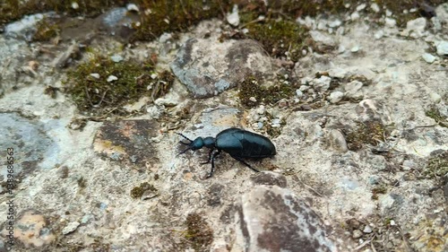 Violet Oil-Beetle Poison Passing on the Rock 01