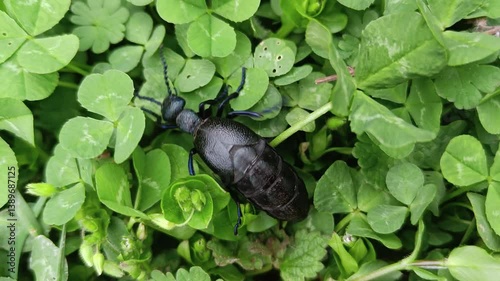 Violet Oil-Beetle Poison in the Clover