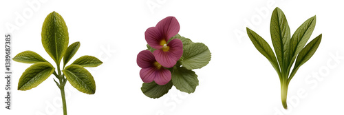 Set of A beautiful a close up of a flower leaves isolated on a transparent background 