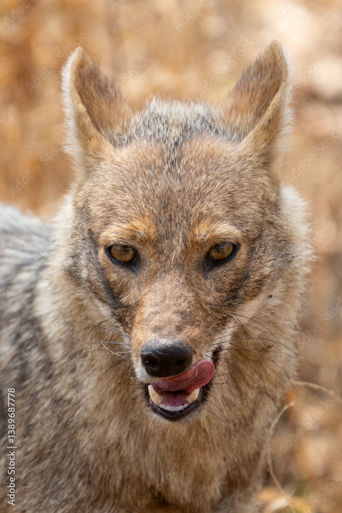 Fototapeta premium Jackal in the Jungles of India