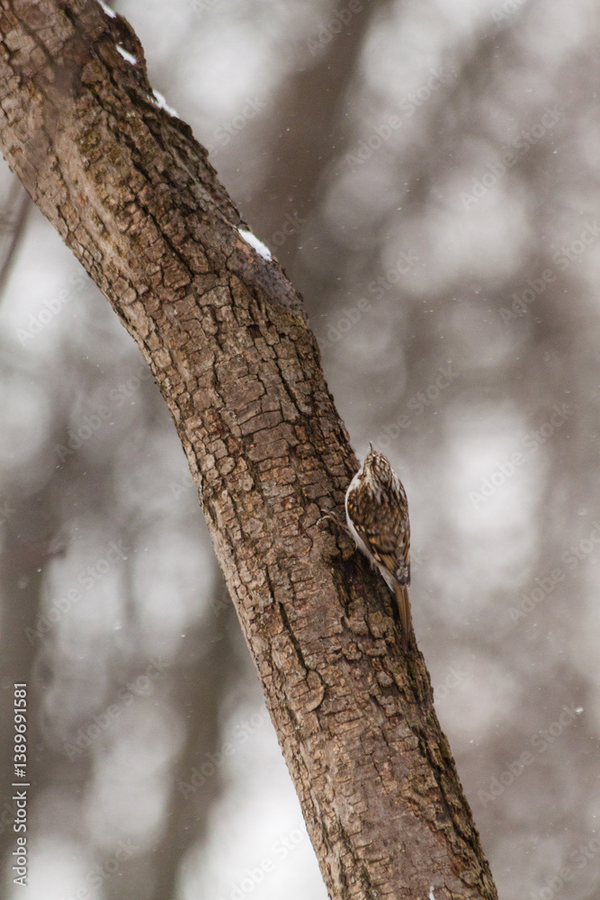 Fototapeta premium A beautiful small nimble brown bird, a certhia familiaris, with a graceful curved beak, sitting on a tree trunk and practically merging with it, looking out for insects in the park in winter.