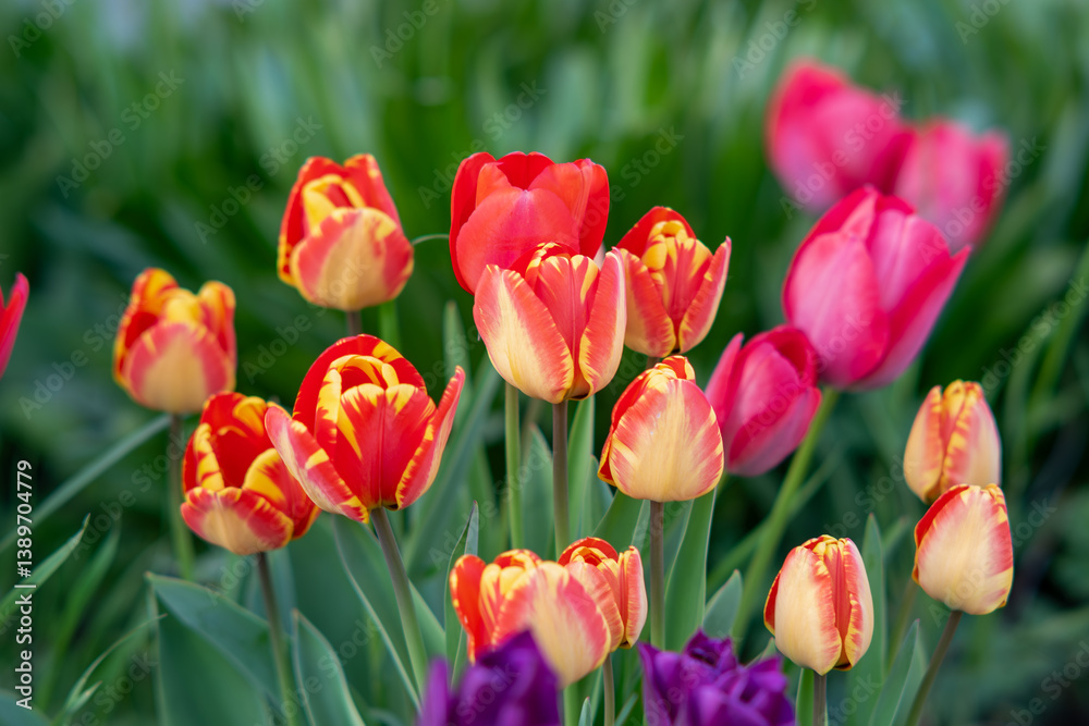 Fototapeta premium A fragile tulip as a symbol of spring, Beautiful colorful terry tulips in full bloom in the garden, close up view,floral background. Natural texture, tulips blurred background