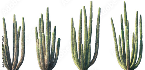 Set of Stenocereus thurberi (the Organ pipe cactus) in sunny daylight frontal isolated png on a transparent background perfectly cutout	