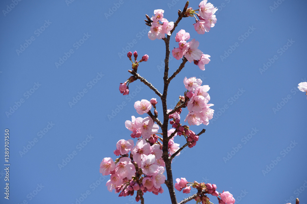 河津桜 河津桜