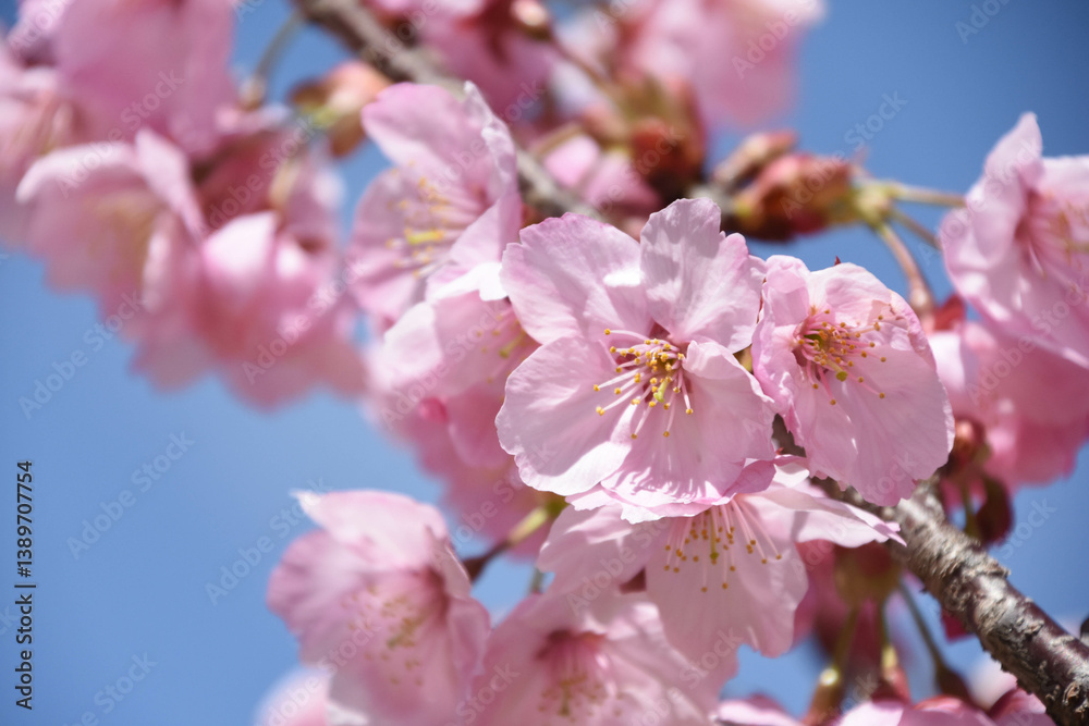 Obraz premium 河津桜