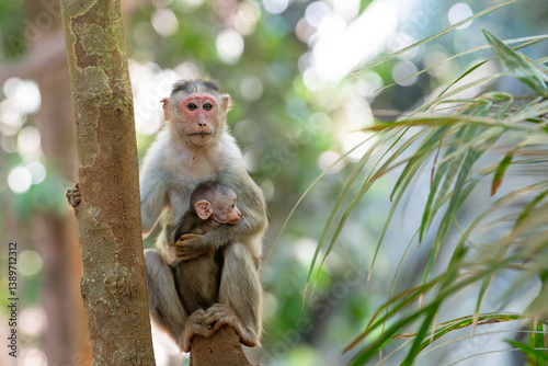 Canvas Print Barbary macaque ape, rhesus monkey mother with baby, wildlife of Goa India, jung