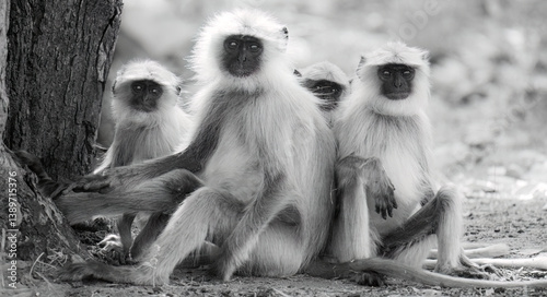 Photography Langur Monkeys in the Jungles of India