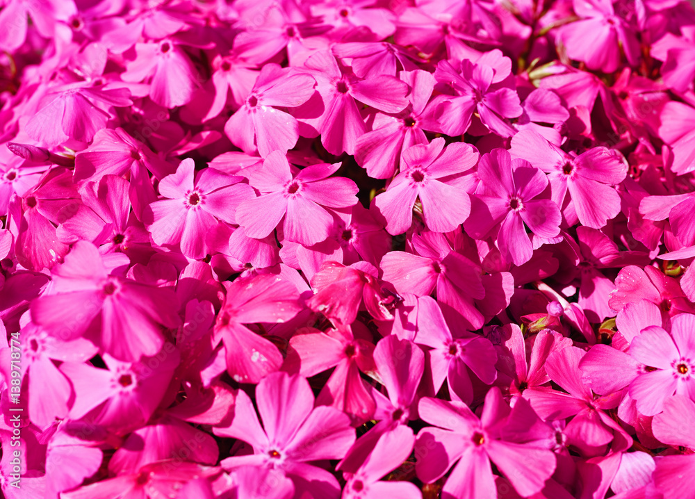 ピンクの芝桜 ピンクの芝桜