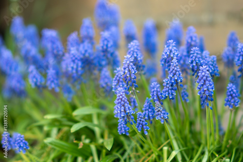 Fotografía Muscari armeniacum, Mouse hyacinth flower fields, spring summer park, Background