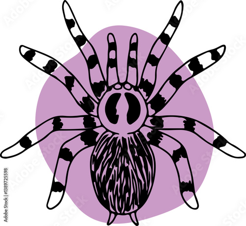 tarantula spider with purple round fill on background hand drawn with curved black lines contours, top view