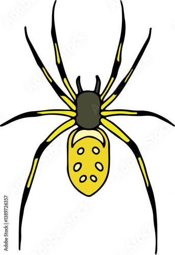yellow orb weaver spider with spots on abdomen and striped legs hand drawn with curved black lines contours, top view