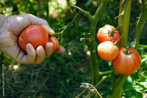 A close-up of a man's hand holding a large pink tomato. The farmer is about to pick the vegetable grown in a permaculture garden. Self-producing food: a person harvesting on a summer day.