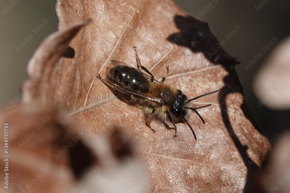 A Mining Bee (Andrena) resting on a brown leaf A Mining Bee (Andrena) resting on a brown leaf