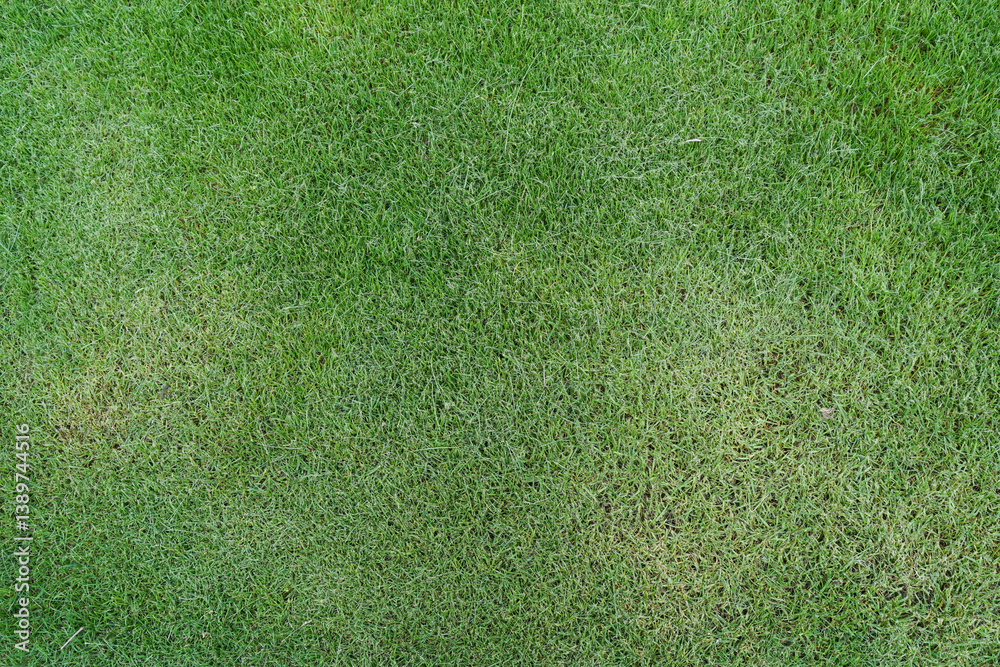Green lawn grass natural background, top view.