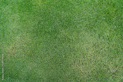 Obraz na płótnie Green lawn grass natural background, top view. w salonie