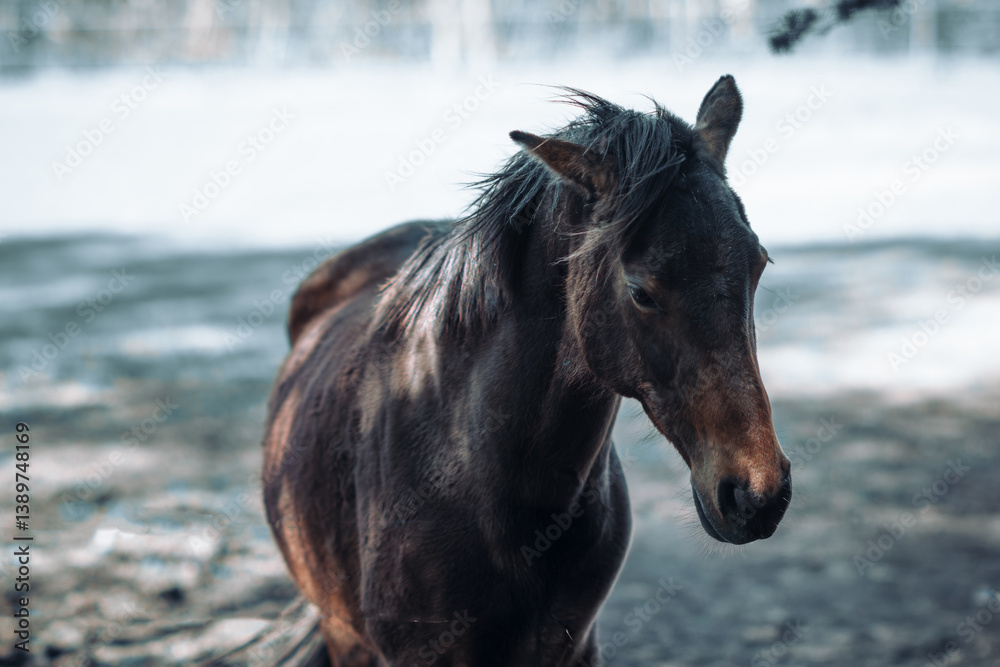 Obraz premium portrait of brown horse, close-up view of the horse