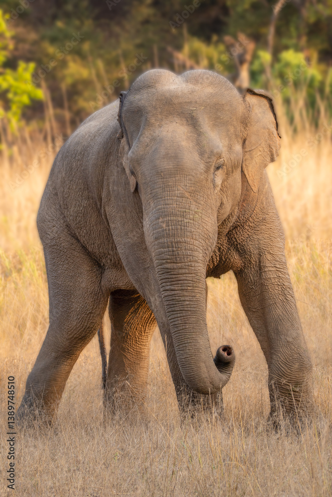 Obraz premium Indian Elephant