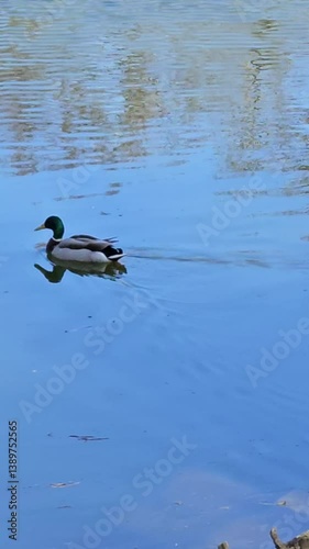 ducks in the lake
