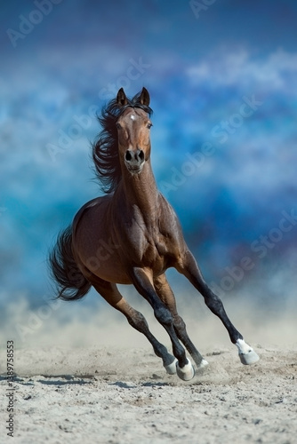 Bay horse free run in desert