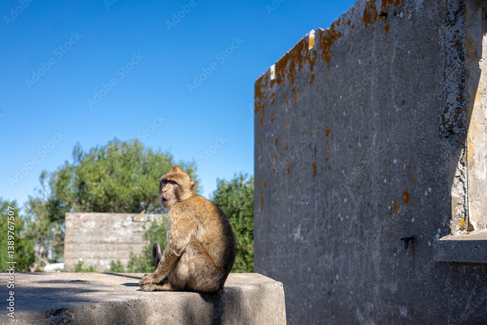 Monkey sitting on a stone in front of a blue sky.