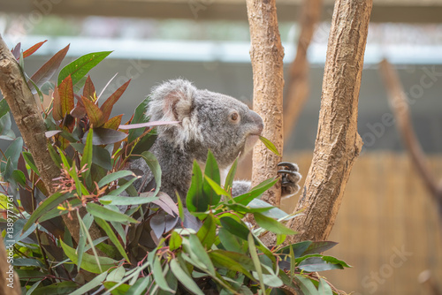Photography 日本の神戸王子動物園のコアラ